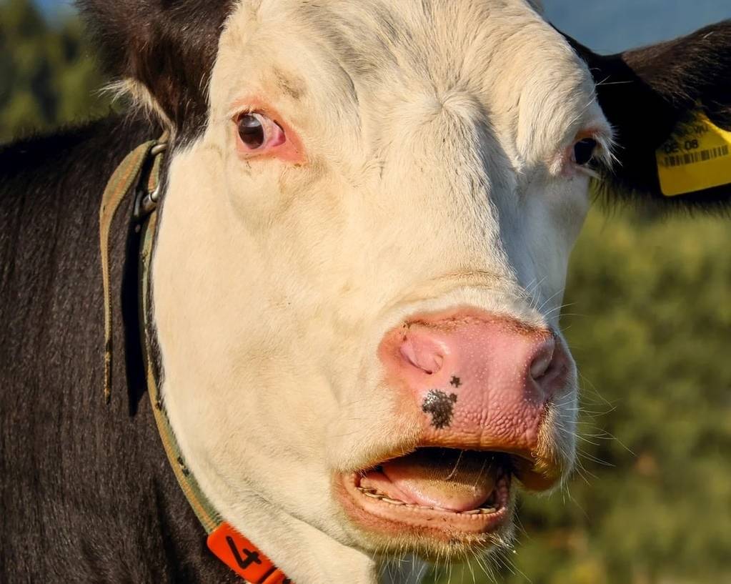 Comment maintenir mes vaches en bonne santé ?